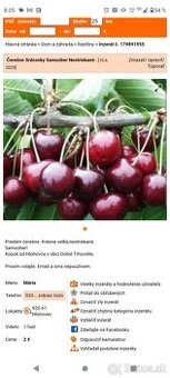 Čerešne