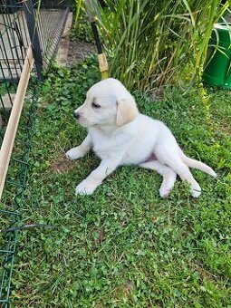 Labrador/Slovenský čuvač