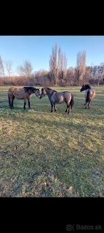 Polski konik (Tarpan)