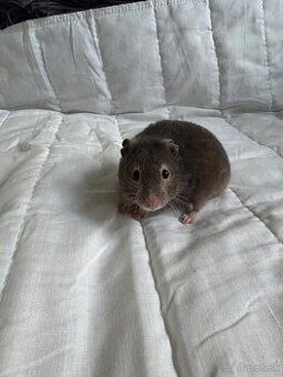 Sýrsky škrečok s PP + box a doplnky REZERVOVANÁ