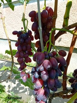 Predám kontajnerované sadenice viniča v ponuke cez 20 odrôd