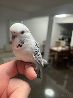 Andulka krotká Maznačik