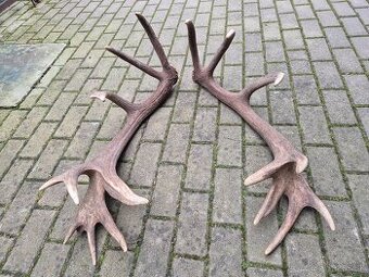 Trofej trofeje paroh parohy parozie zhody