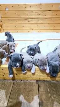 Štěňátka American Bully XL - registrace ABKC  (Jihlava CZ)