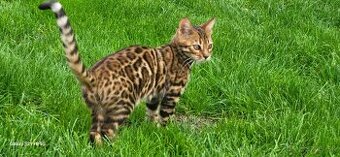 Predám Bengálske maciatka - 1