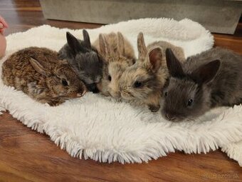 Predáme zakrslych zajacikov