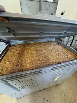 Jednozrnka, dvojzrnka psenica muka