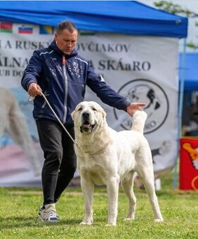Stredoázijský ovčiak-kvalitné šteniatka po svetovom víťazovi