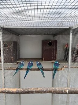 Baraband červenočelý modrý