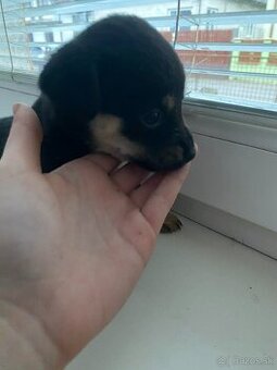 Predám šteniatka jazvecika