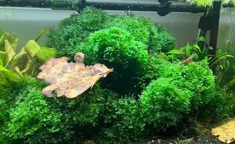 LOMARIOPSIS LINEATA, MACHY