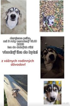 Darujem z vážnych rodinných dôvodov, do bytu