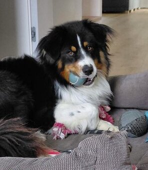 Austrálsky ovčiak PP