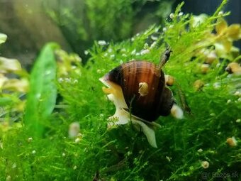 Slimáky Ampularie NM-TN 0,3€