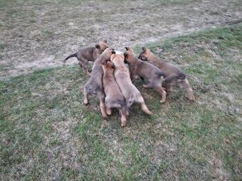 Nemecky ovčiak,Belgický ovčiak