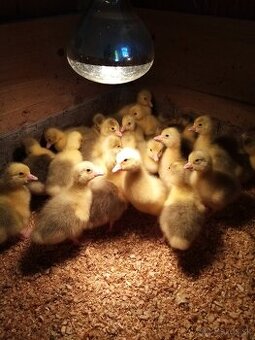 HUSOKACKA, HUS, KAČKA...