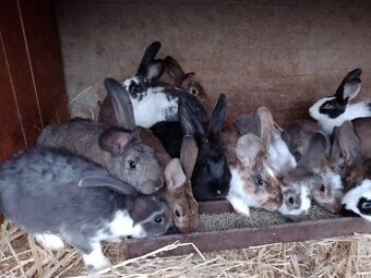 Predám králiky rôznych plemien a sfarbenia