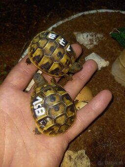 Testudo hermanni