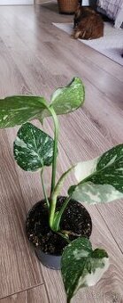 Monstera thai constellation