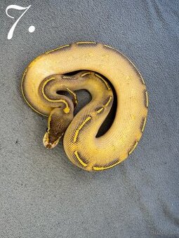 Predám nádherne mladata Python Regius 2024