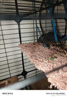 Osmak Degu