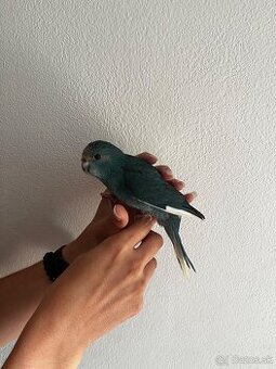 Kakariki