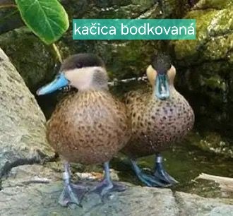 OKRASNÉ KAČICE - AKTUÁLNY ZOZNAM