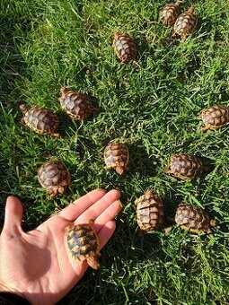 Korytnačka žlto-čierna testudo marginata