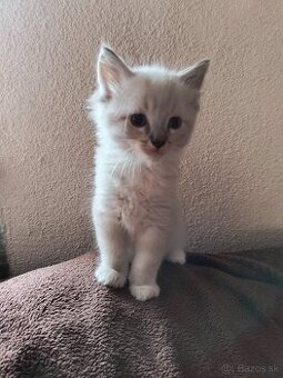 Ragdoll mačiatka