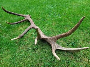 Trofej trofeje parohy parožie zhody....