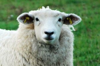 Plemenné jehnice Romney Marsh (Kent) EKO 30ks