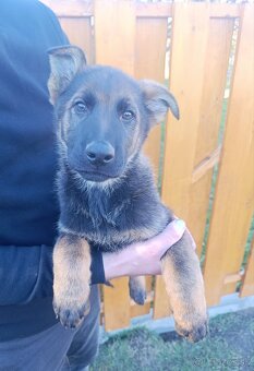 Nemecký ovčiak s PP