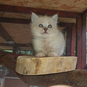 Ponukam maciatka ragdoll