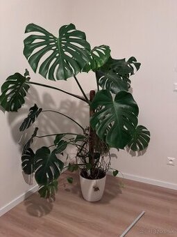Monstera