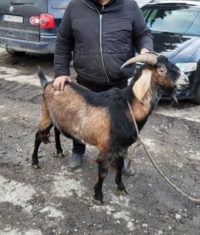 Predám kozu a Capa