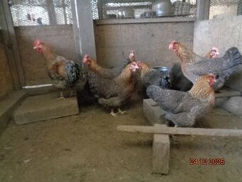 Bielefeldky rodofarebné-vajcia do liahne