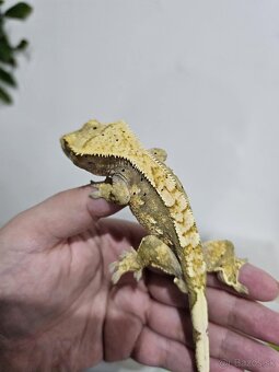 Pagekón riasnatý - Correlophus ciliatus