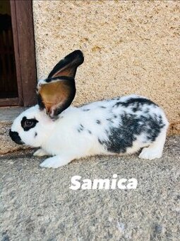 PREDÁM 4 mesačne kraliky samice kríženec NOS a BO