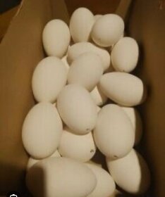 Predám vyfúknuté husacie vajíčka