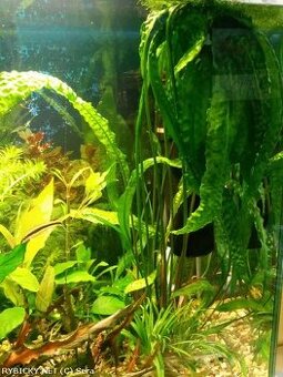 Cryptocoryne Aponogetifolia