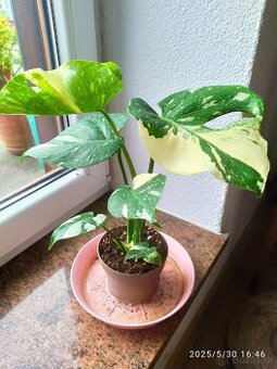 Monstera panašovaná