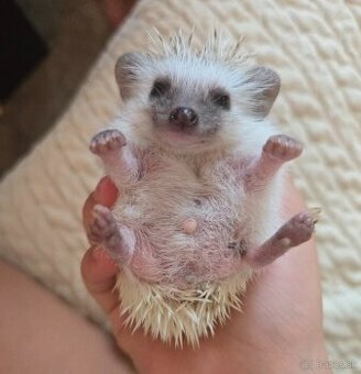 Ježko adrický bielobruchý pigmy - 1