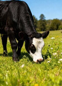 Hovädzie mäso z mladých býčkov