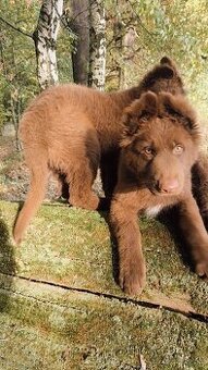 Nemecký  ovčiak bez PP šteniatka