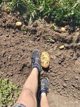 BIO zemiaky AGRIA, kukurica, cesnek, paprika, mrkva, cibula