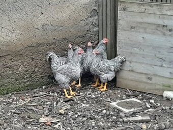 Amroks, amrox kohút - 1