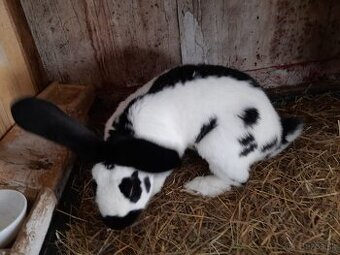 Nemecký obrovitý strakáč