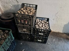 Predám zvyšok zemiakov posledných 100kg