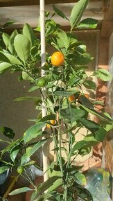 Mandarínka, calamondin citrus - 1