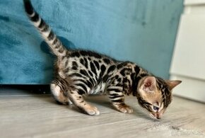 Bengálske mačiatka